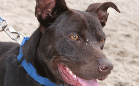 Dex_pix_SM</code>