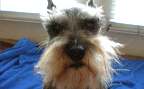 Fritz_pic_SM</code>