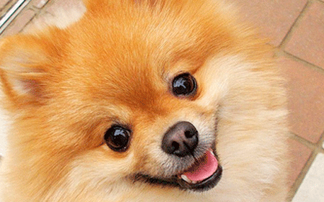 Pompom_pic_SM</code>